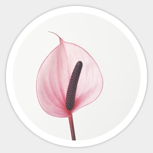 Pink Calla Lily Sticker